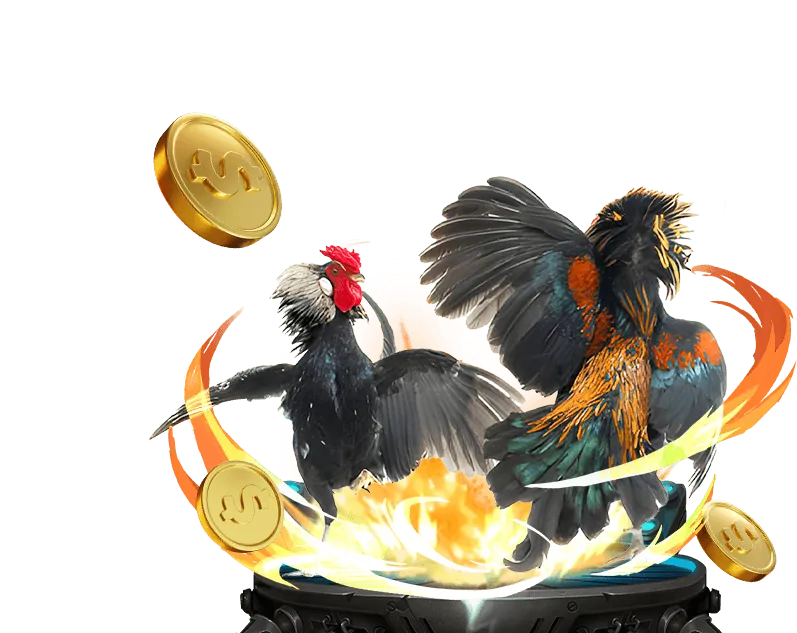 Hình ảnh một người đang phân tích các yếu tố để đặt cược đá gà